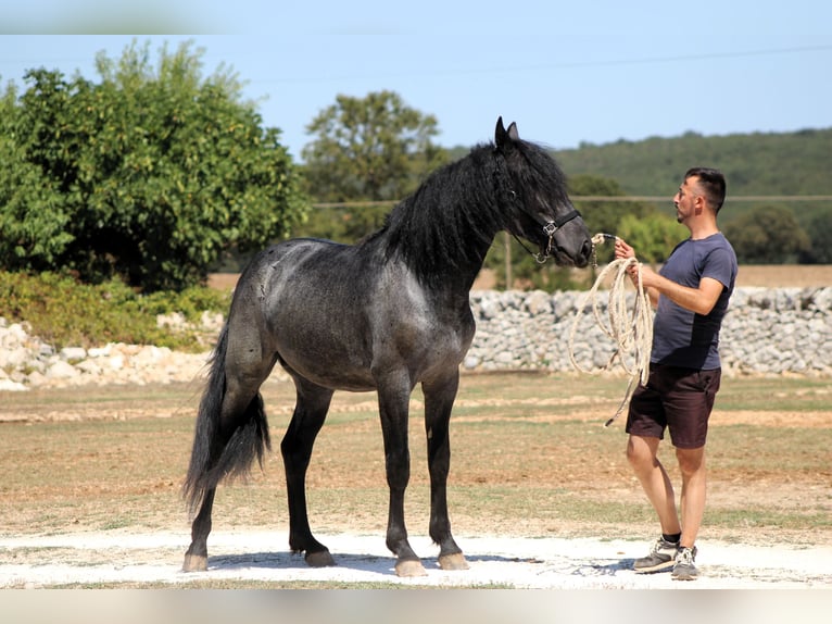 Murgese Hengst 2 Jahre 160 cm Roan-Blue in Martina Franca