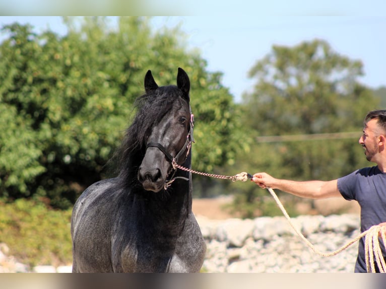 Murgese Hengst 2 Jahre 160 cm Roan-Blue in Martina Franca