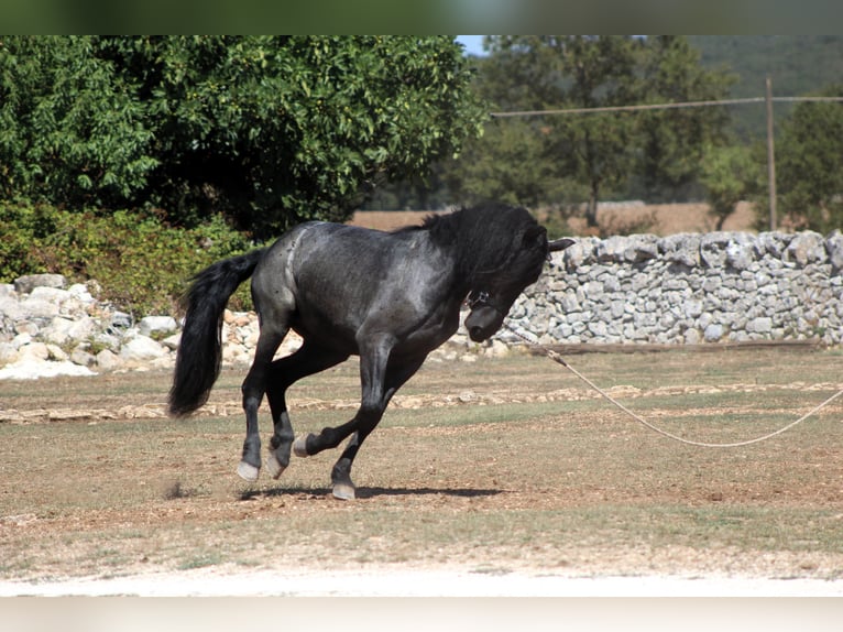 Murgese Hengst 2 Jahre 160 cm Roan-Blue in Martina Franca