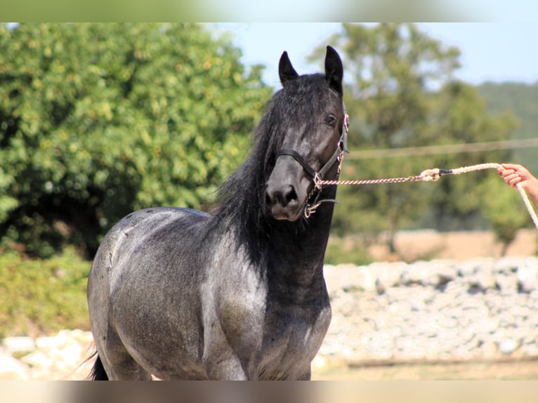 Murgese Hengst 2 Jahre 160 cm Roan-Blue in Martina Franca