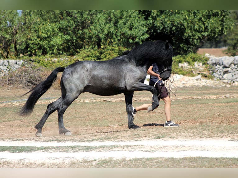 Murgese Hengst 2 Jahre 160 cm Roan-Blue in Martina Franca