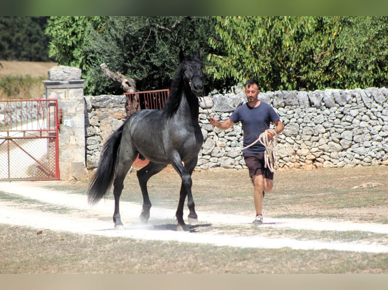 Murgese Hengst 2 Jahre 160 cm Roan-Blue in Martina Franca