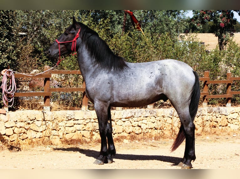 Murgese Hengst 2 Jahre 160 cm Roan-Blue in Martina Franca