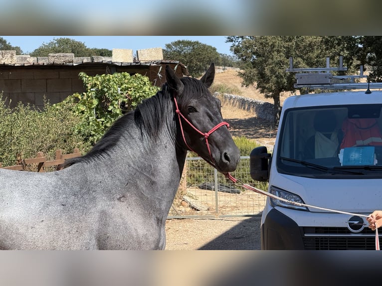 Murgese Hengst 2 Jahre 160 cm Roan-Blue in Martina Franca