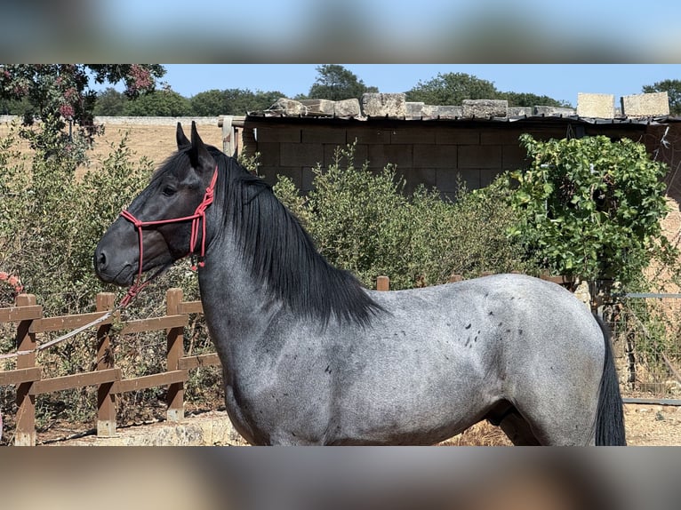 Murgese Hengst 2 Jahre 160 cm Roan-Blue in Martina Franca