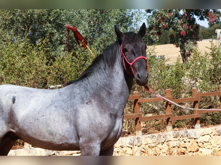 Murgese Hengst 2 Jahre 160 cm Roan-Blue in Martina Franca