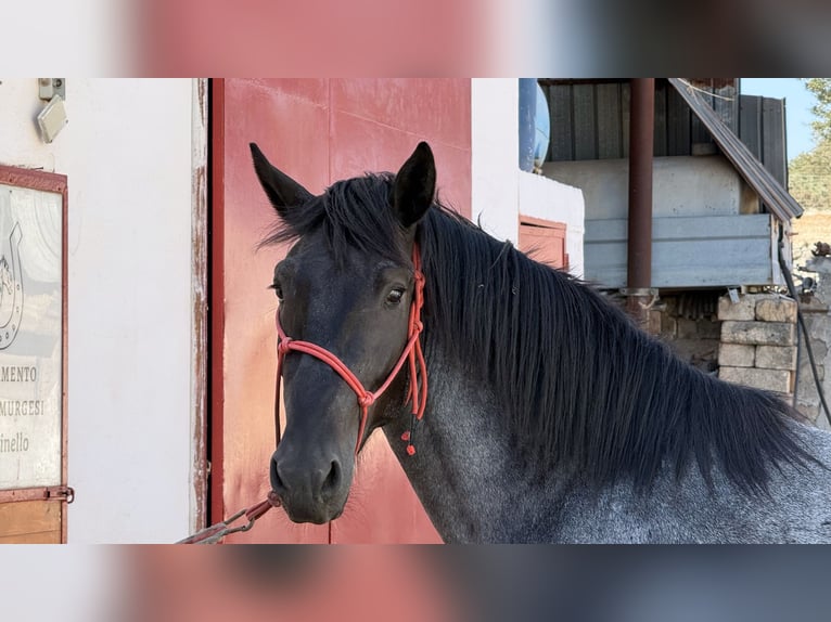 Murgese Hengst 2 Jahre 160 cm Roan-Blue in Martina Franca