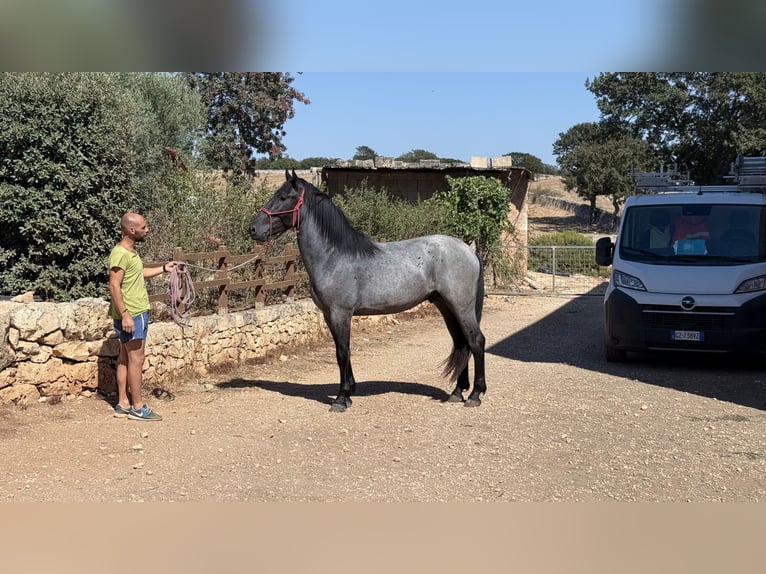 Murgese Hengst 2 Jahre 160 cm Roan-Blue in Martina Franca
