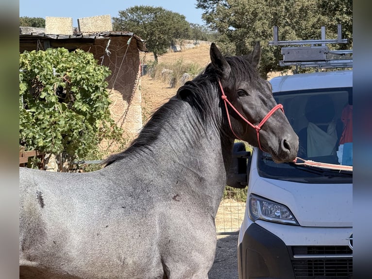 Murgese Hengst 2 Jahre 160 cm Roan-Blue in Martina Franca