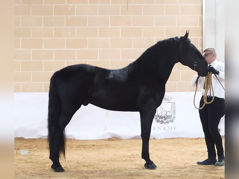 Murgese Hengst 2 Jahre 161 cm Rappe in Martina Franca