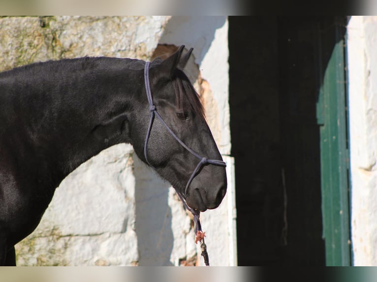 Murgese Hengst 2 Jahre 161 cm Rappe in Martina Franca