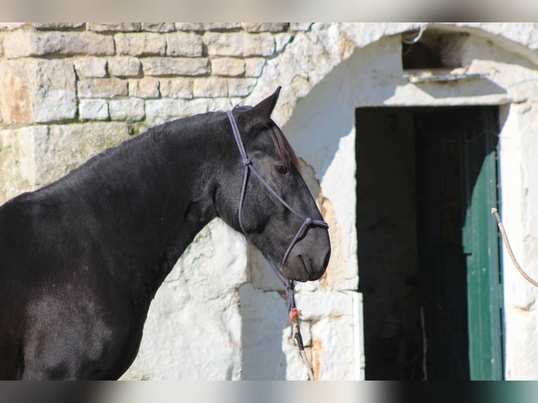Murgese Hengst 2 Jahre 161 cm Rappe in Martina Franca