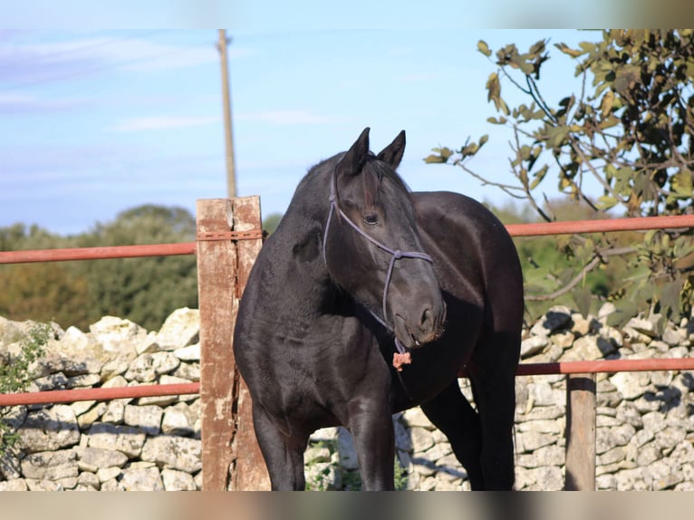 Murgese Hengst 2 Jahre 161 cm Rappe in Martina Franca
