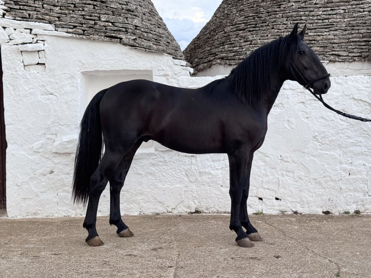 Murgese Hengst 2 Jahre 163 cm Rappe in Martina Franca