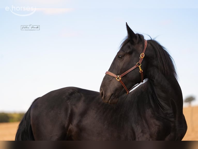 Murgese Hengst 2 Jahre 164 cm Rappe in Martina Franca
