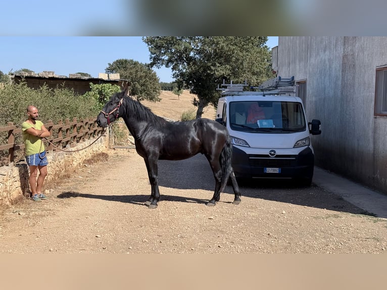 Murgese Hengst 2 Jahre 164 cm Rappe in Martina Franca