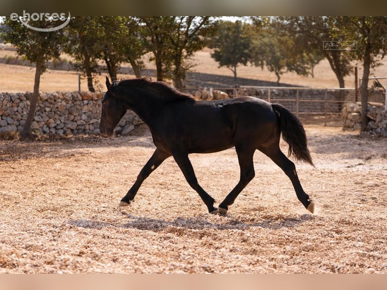 Murgese Hengst 2 Jahre 164 cm Rappe in Martina Franca