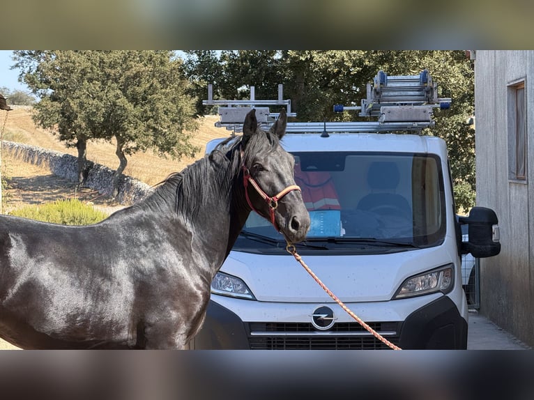 Murgese Hengst 2 Jahre 164 cm Rappe in Martina Franca