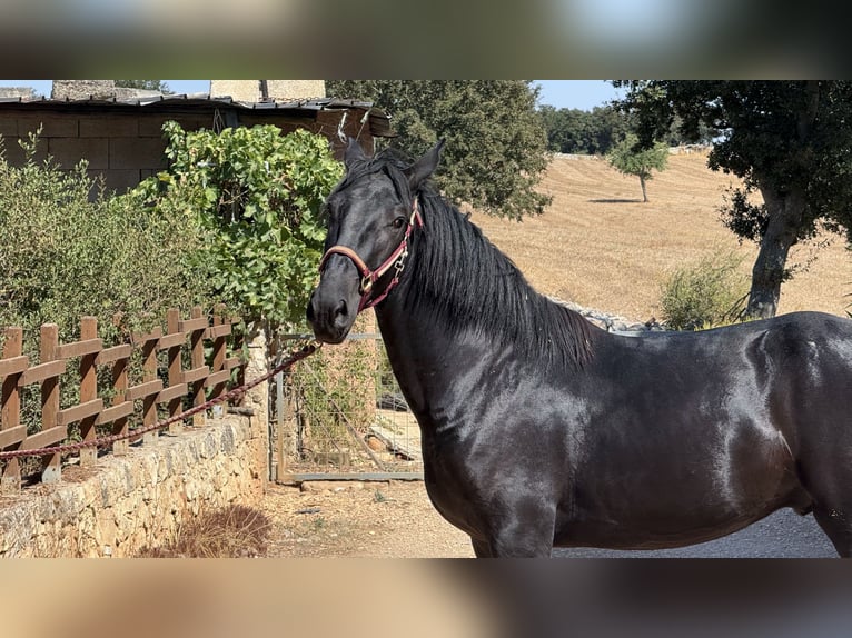 Murgese Hengst 2 Jahre 164 cm Rappe in Martina Franca