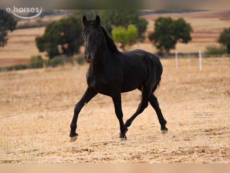 Murgese Hengst 2 Jahre 164 cm Rappe in Martina Franca