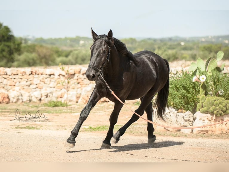 Murgese Hengst 2 Jahre 164 cm Rappe in Martina Franca