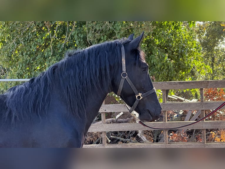 Murgese Hengst 2 Jahre 165 cm Rappe in Martina Franca