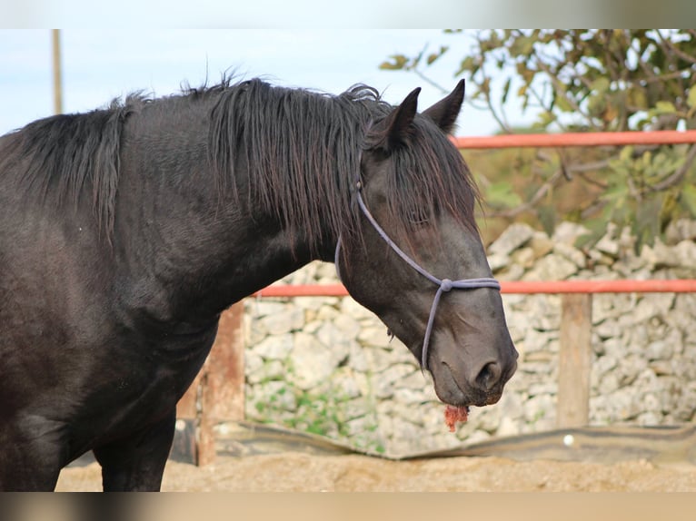 Murgese Hengst 2 Jahre 165 cm Rappe in Martina Franca