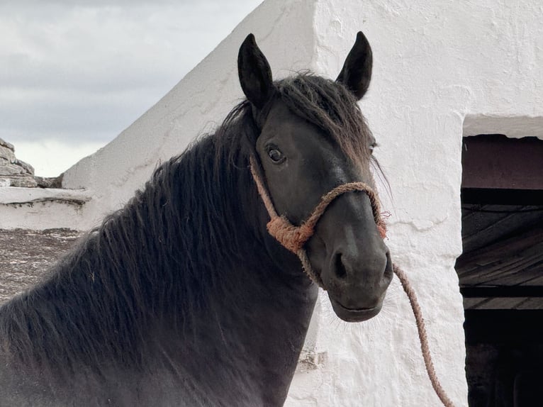 Murgese Hengst 2 Jahre 165 cm Rappe in Martina Franca