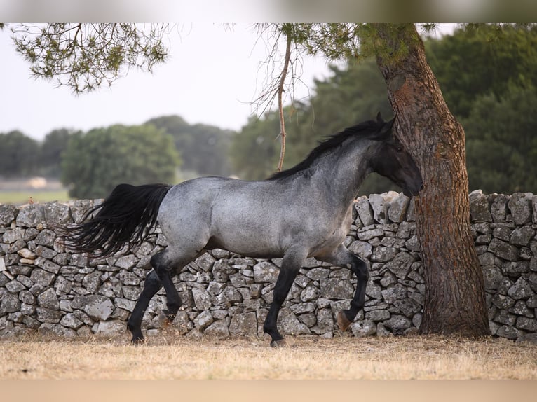 Murgese Hengst 2 Jahre Roan-Blue in Noci