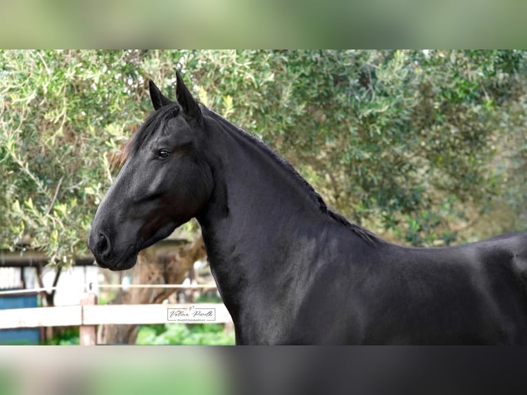 Murgese Hengst 3 Jaar 155 cm Zwart in Martina Franca