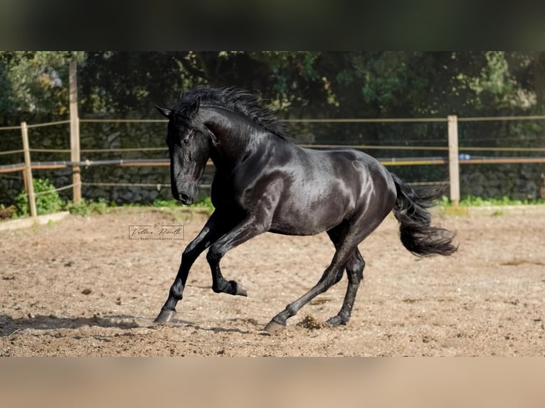 Murgese Hengst 3 Jaar 155 cm Zwart in Martina Franca