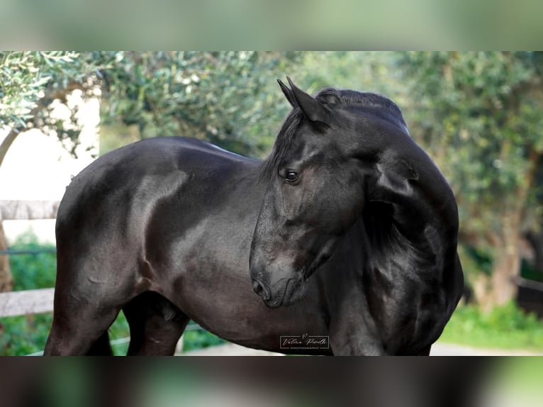 Murgese Hengst 3 Jaar 155 cm Zwart in Martina Franca