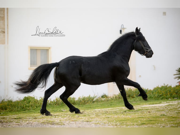 Murgese Hengst 3 Jaar 155 cm Zwart in Martina Franca