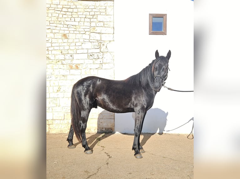 Murgese Hengst 3 Jaar 157 cm Zwart in Murgia