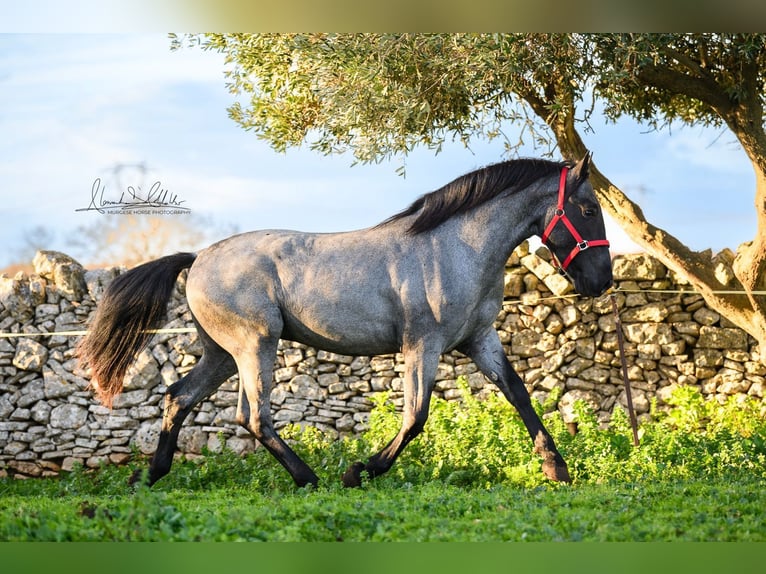 Murgese Hengst 3 Jaar 158 cm Roan-Blue in Martina Franca