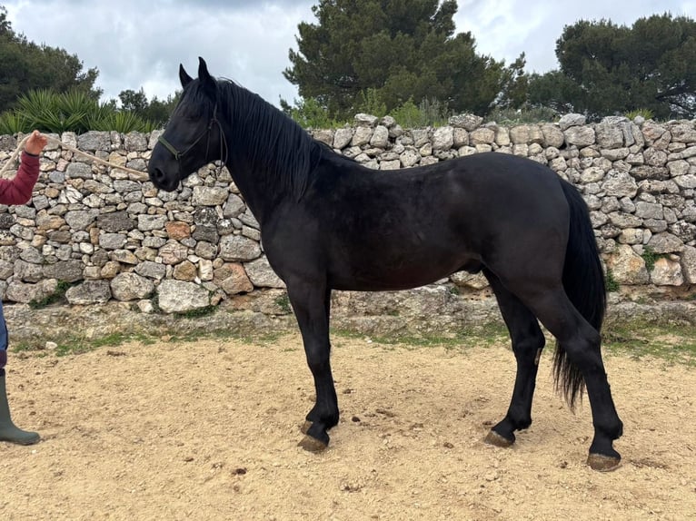 Murgese Hengst 3 Jaar 158 cm Zwart in Martina Franca