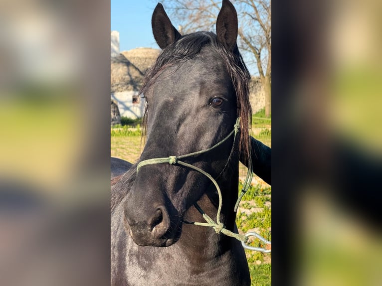 Murgese Hengst 3 Jaar 158 cm Zwart in Martina Franca