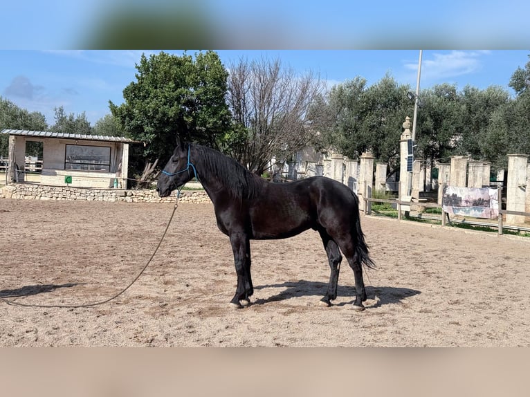 Murgese Hengst 3 Jaar 160 cm Zwart in Martina Franca