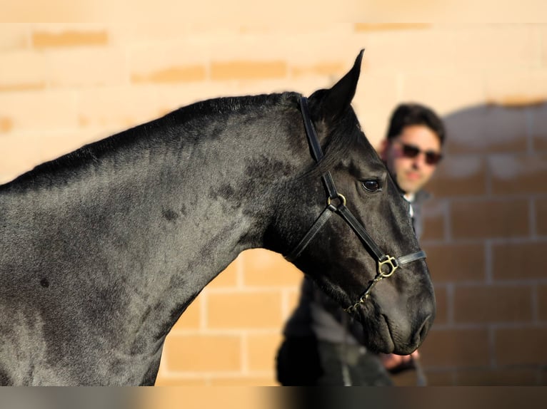 Murgese Hengst 3 Jaar 161 cm Roan-Blue in Martina Franca