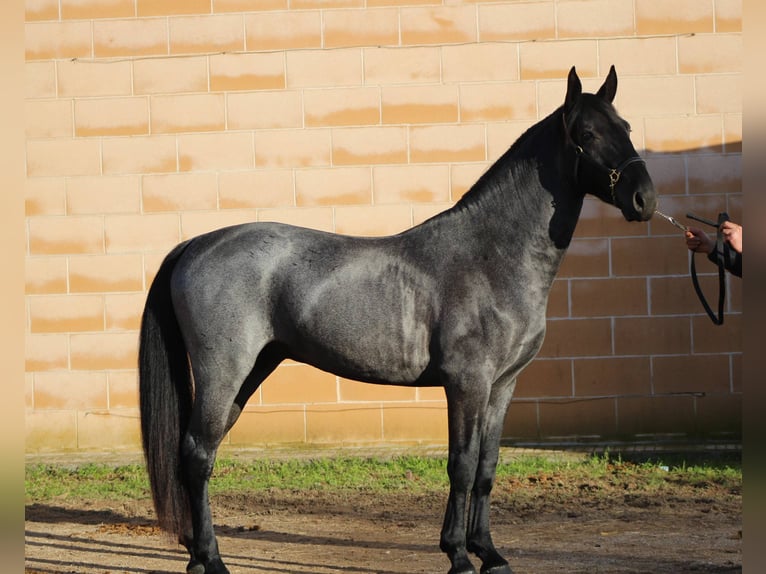 Murgese Hengst 3 Jaar 161 cm Roan-Blue in Martina Franca