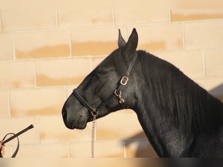 Murgese Hengst 3 Jaar 161 cm Roan-Blue in Martina Franca