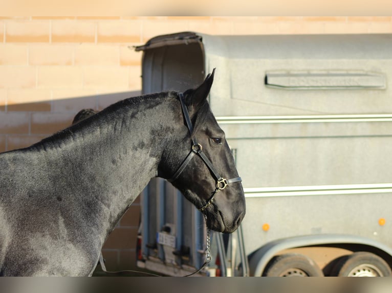 Murgese Hengst 3 Jaar 161 cm Roan-Blue in Martina Franca