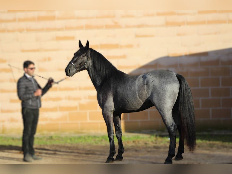 Murgese Hengst 3 Jaar 161 cm Roan-Blue in Martina Franca