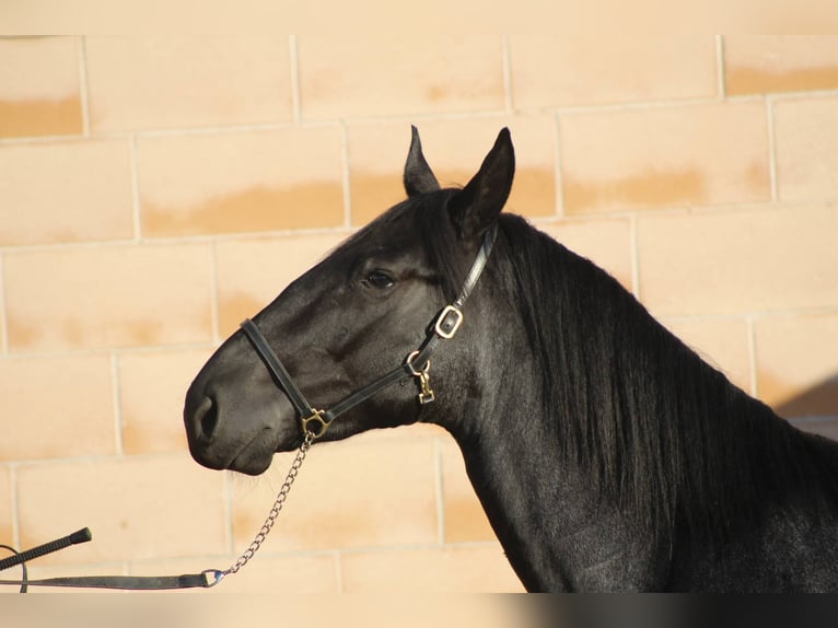 Murgese Hengst 3 Jaar 161 cm Roan-Blue in Martina Franca