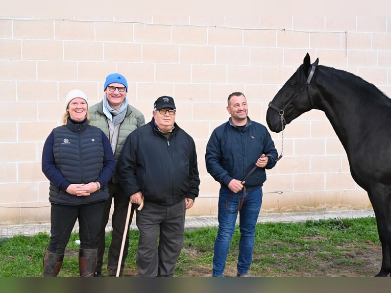 Murgese Hengst 3 Jaar 161 cm Zwart in Martina Franca