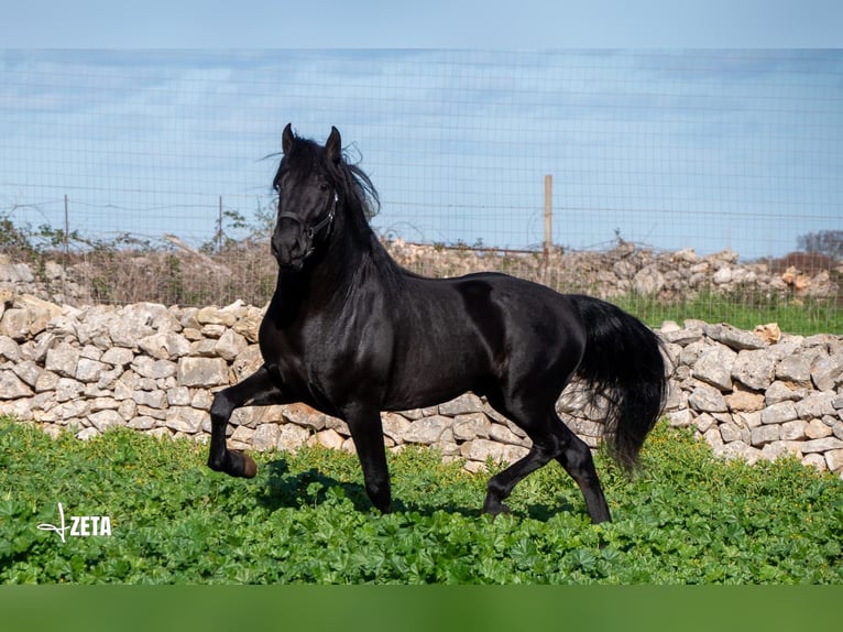 Murgese Hengst 3 Jaar 161 cm Zwart in Martina Franca