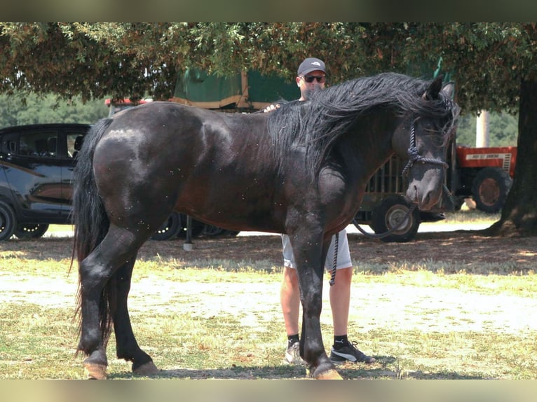 Murgese Hengst 3 Jaar 163 cm Zwart in Martina Franca