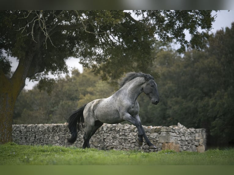 Murgese Hengst 3 Jaar 164 cm Roan-Blue in Noci