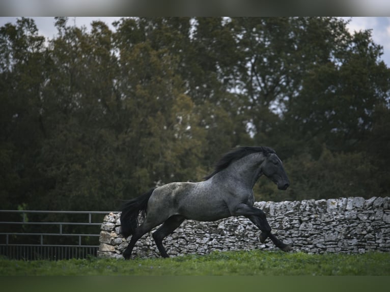 Murgese Hengst 3 Jaar 164 cm Roan-Blue in Noci