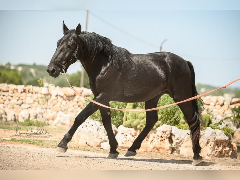 Murgese Hengst 3 Jaar 164 cm Zwart in Martina Franca